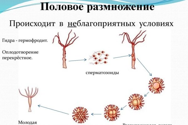 Kraken даркнет переходник