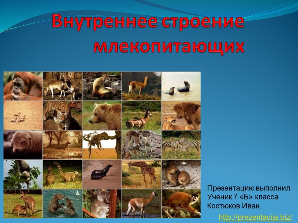 Кракен зеркало тор