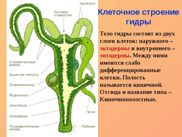 Darknet как войти
